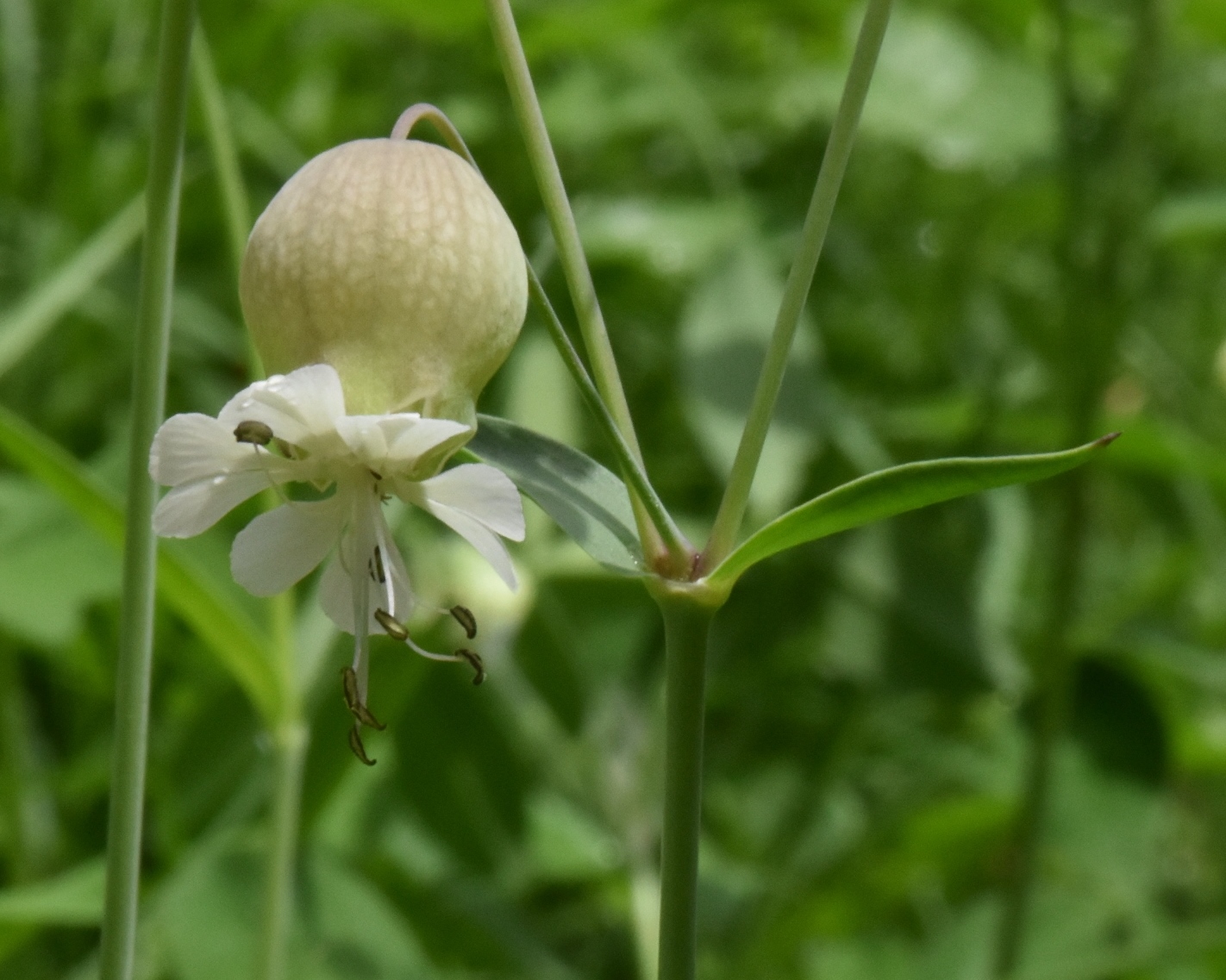 Caryophyllaceae Silene 