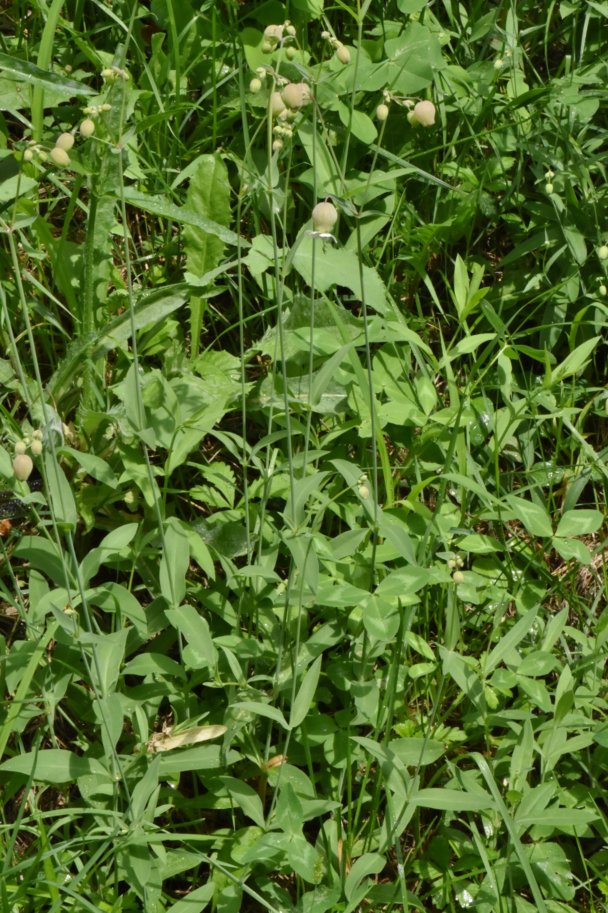 Caryophyllaceae Silene 