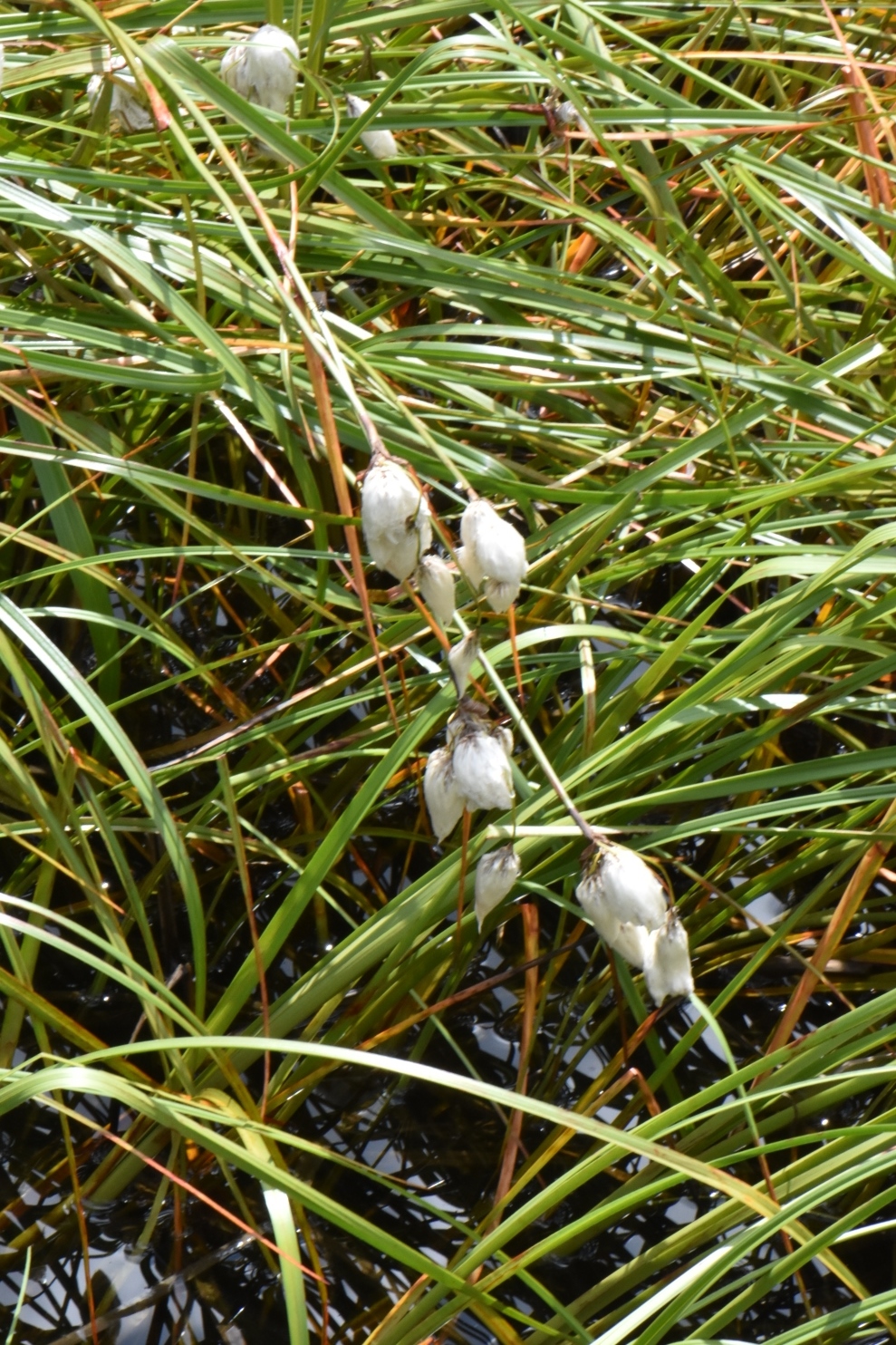 Cyperaceae Eriophorum 