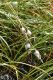 image of Eriophorum 