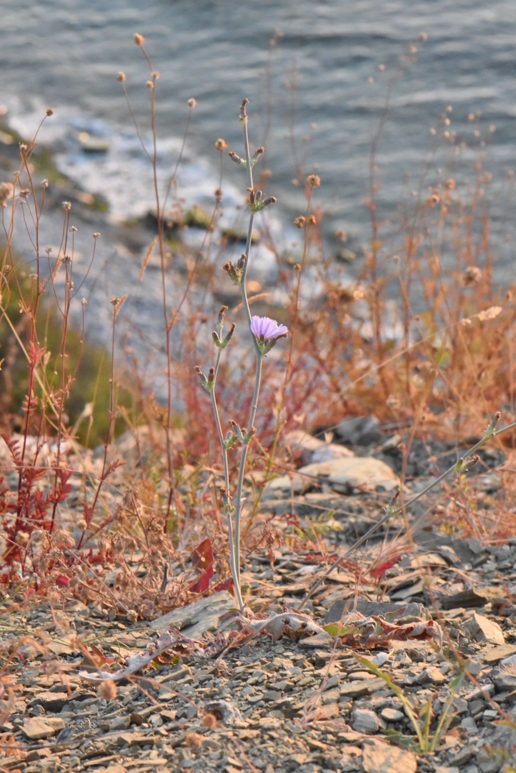 Asteraceae Cichorium intybus