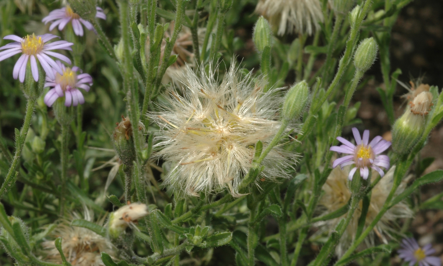 Asteraceae Vittadinia cuneata