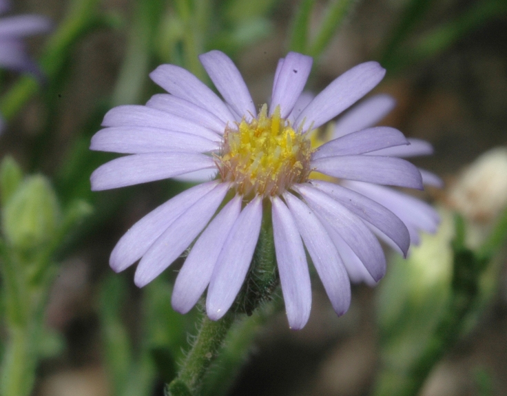 Asteraceae Vittadinia cuneata