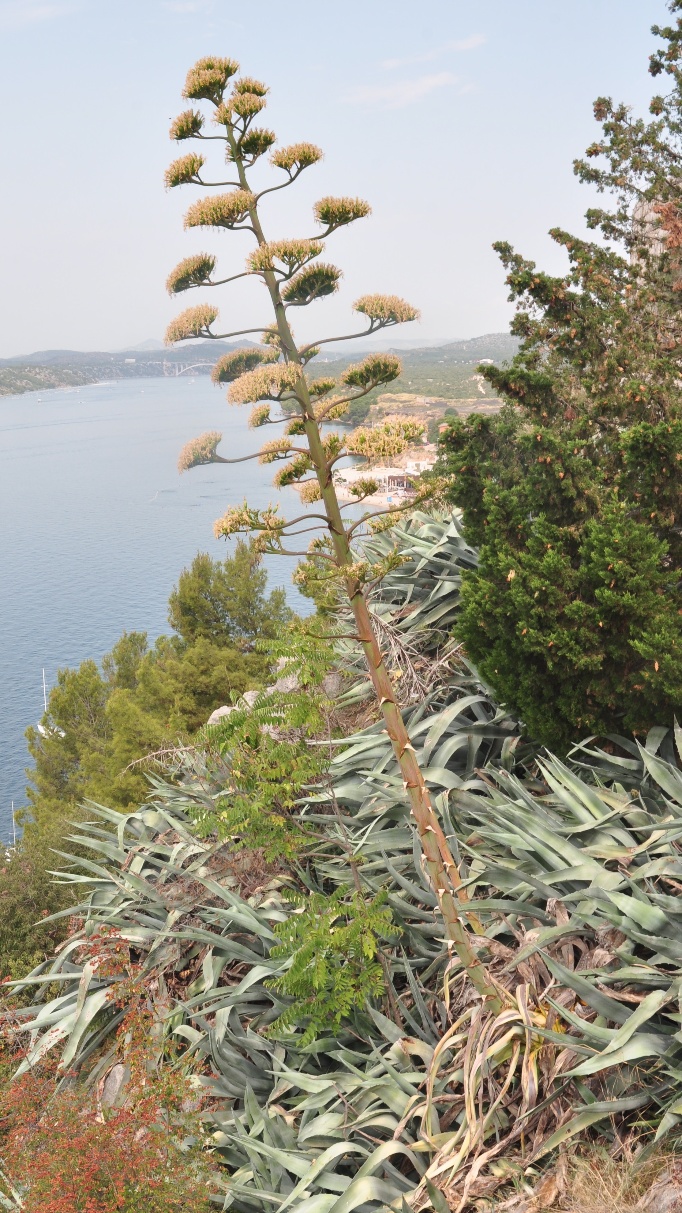 Asparagaceae Agave americana