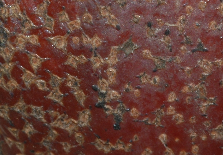 Cornaceae Davidia involucrata