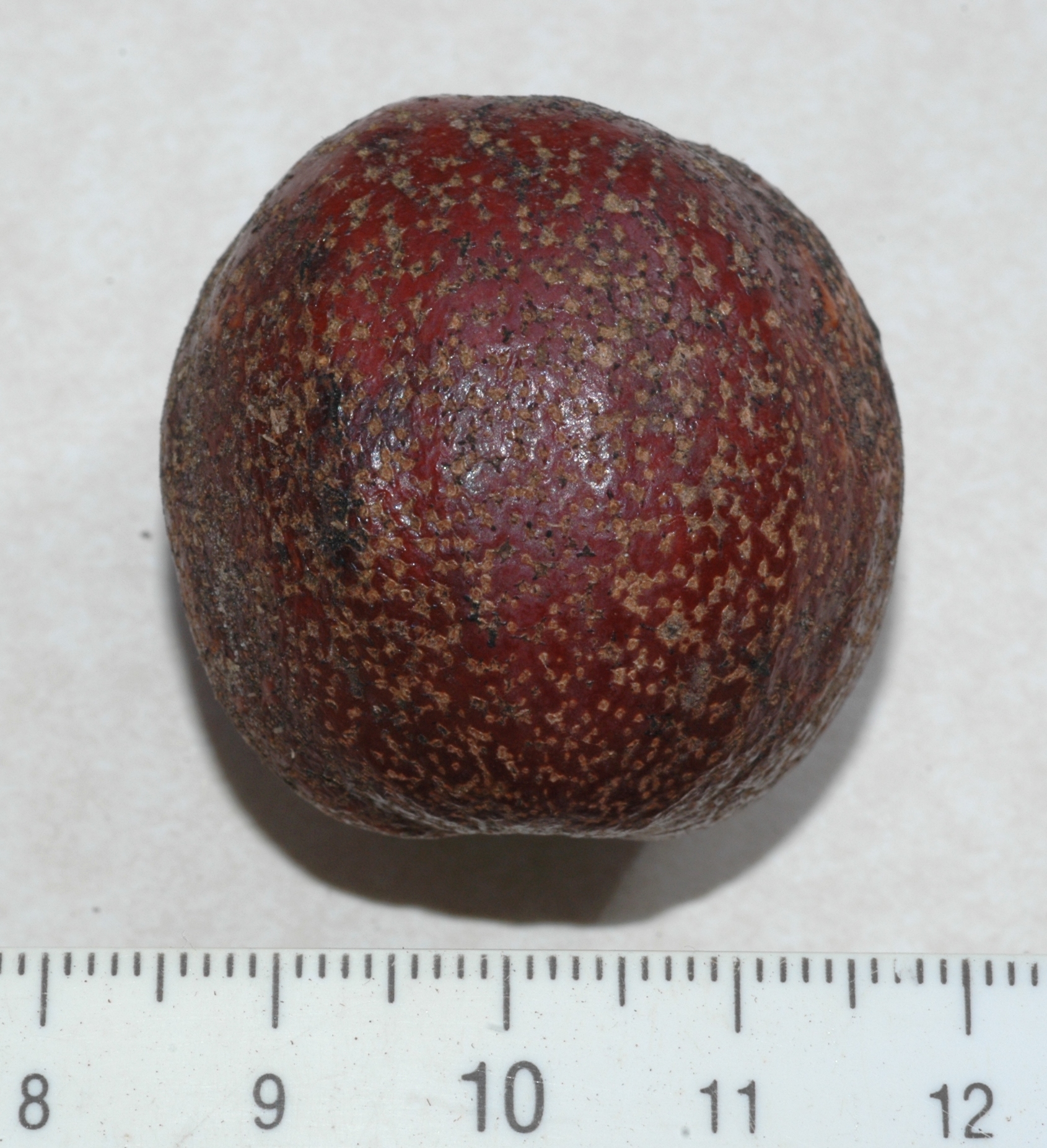 Cornaceae Davidia involucrata