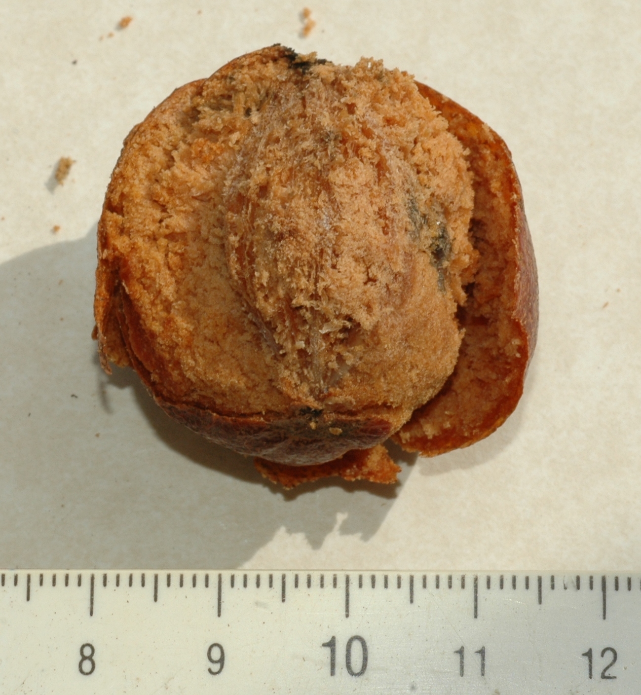 Cornaceae Davidia involucrata