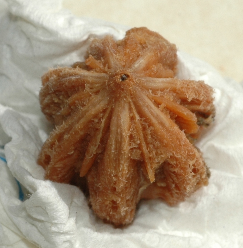 Cornaceae Davidia involucrata