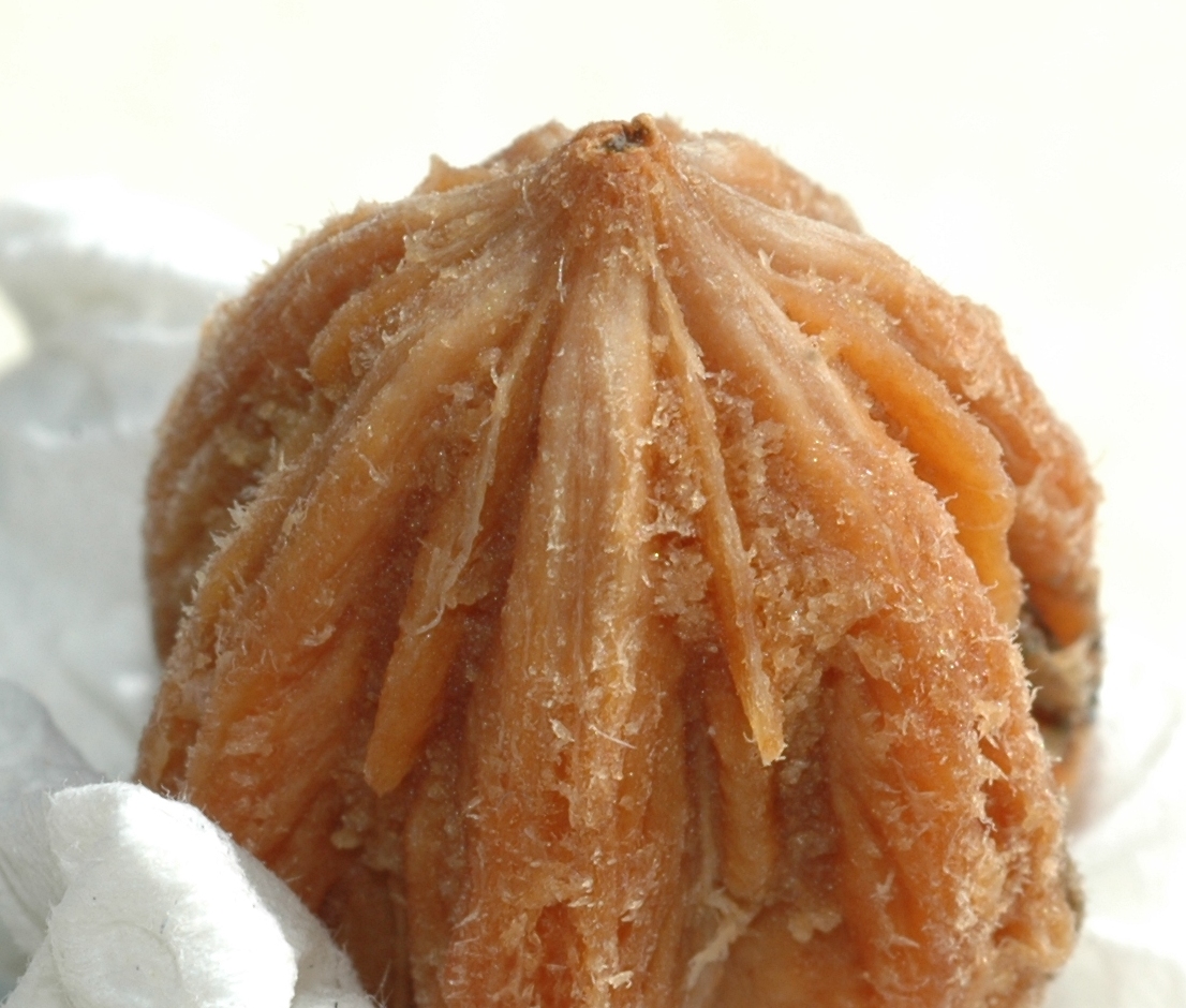 Cornaceae Davidia involucrata