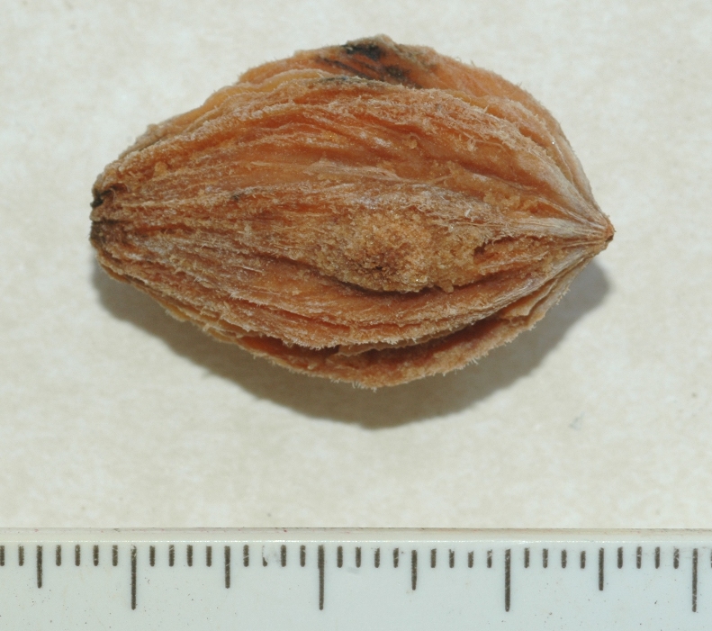 Cornaceae Davidia involucrata