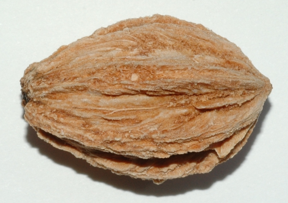 Cornaceae Davidia involucrata