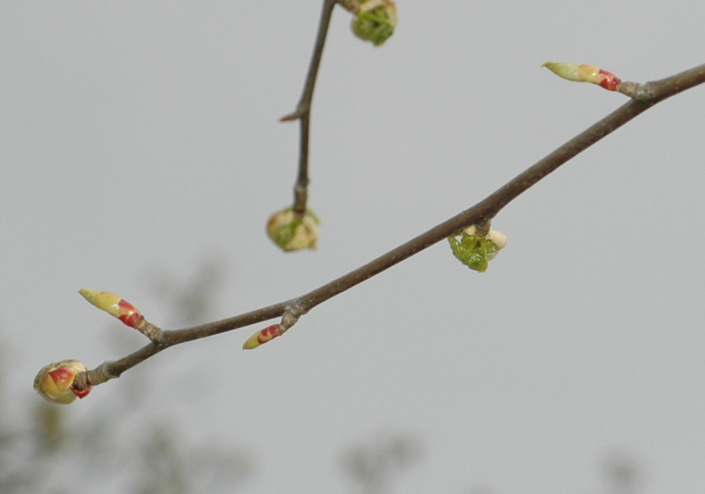 Cornaceae Davidia involucrata