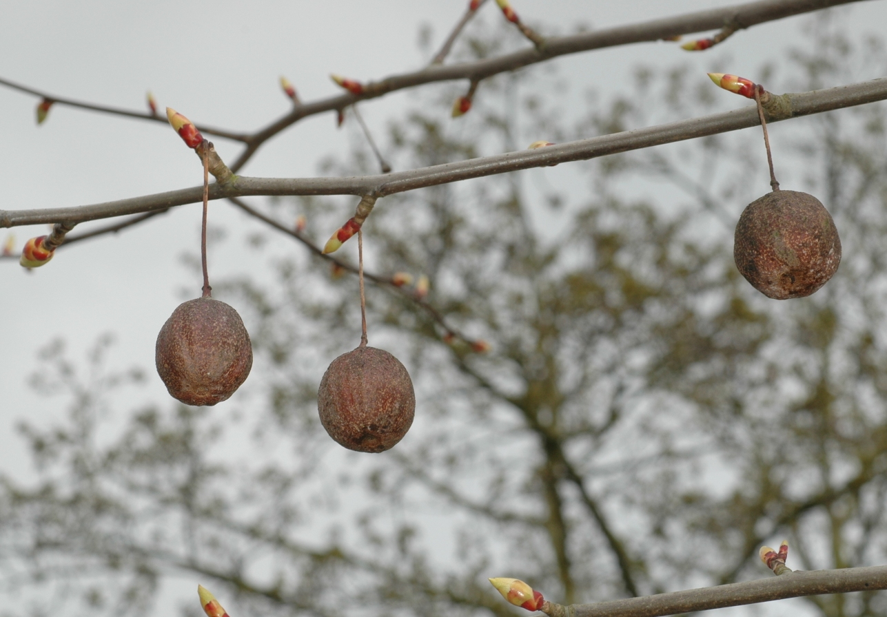 Cornaceae Davidia involucrata