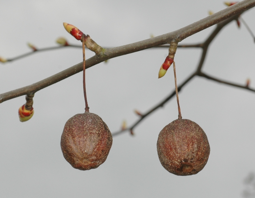 Cornaceae Davidia involucrata