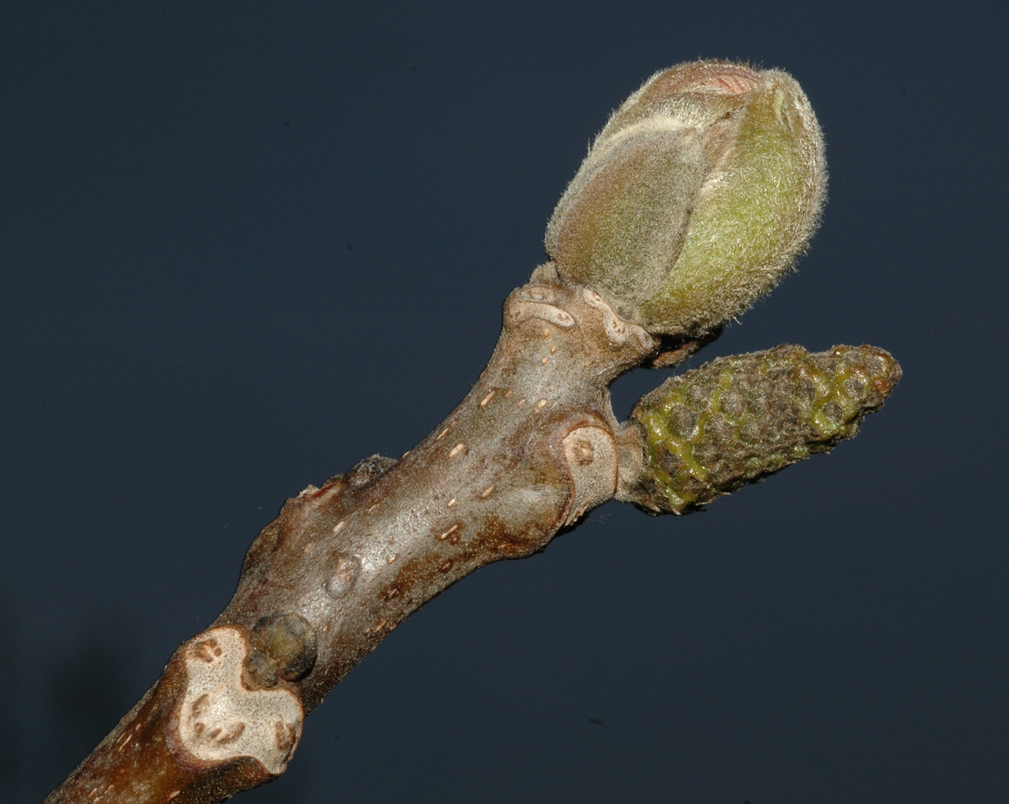 Juglandaceae Juglans regia