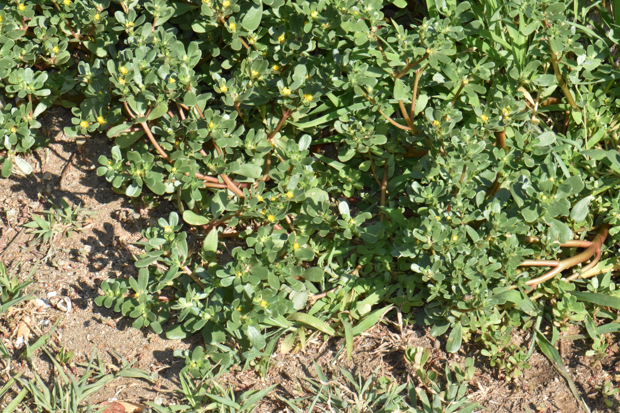 Portulacaceae Portulaca oleracea