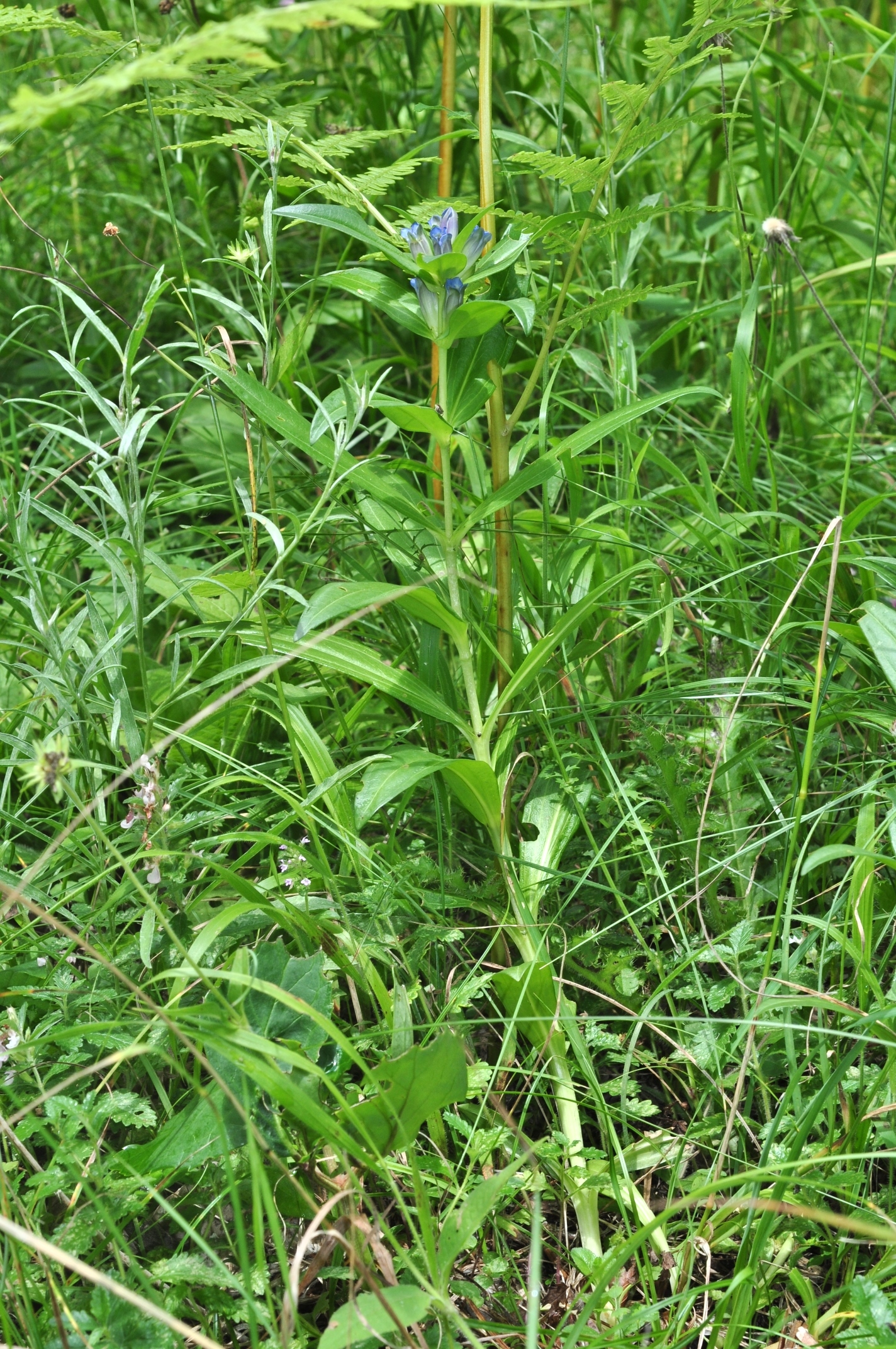Gentianaceae Gentiana cruciata