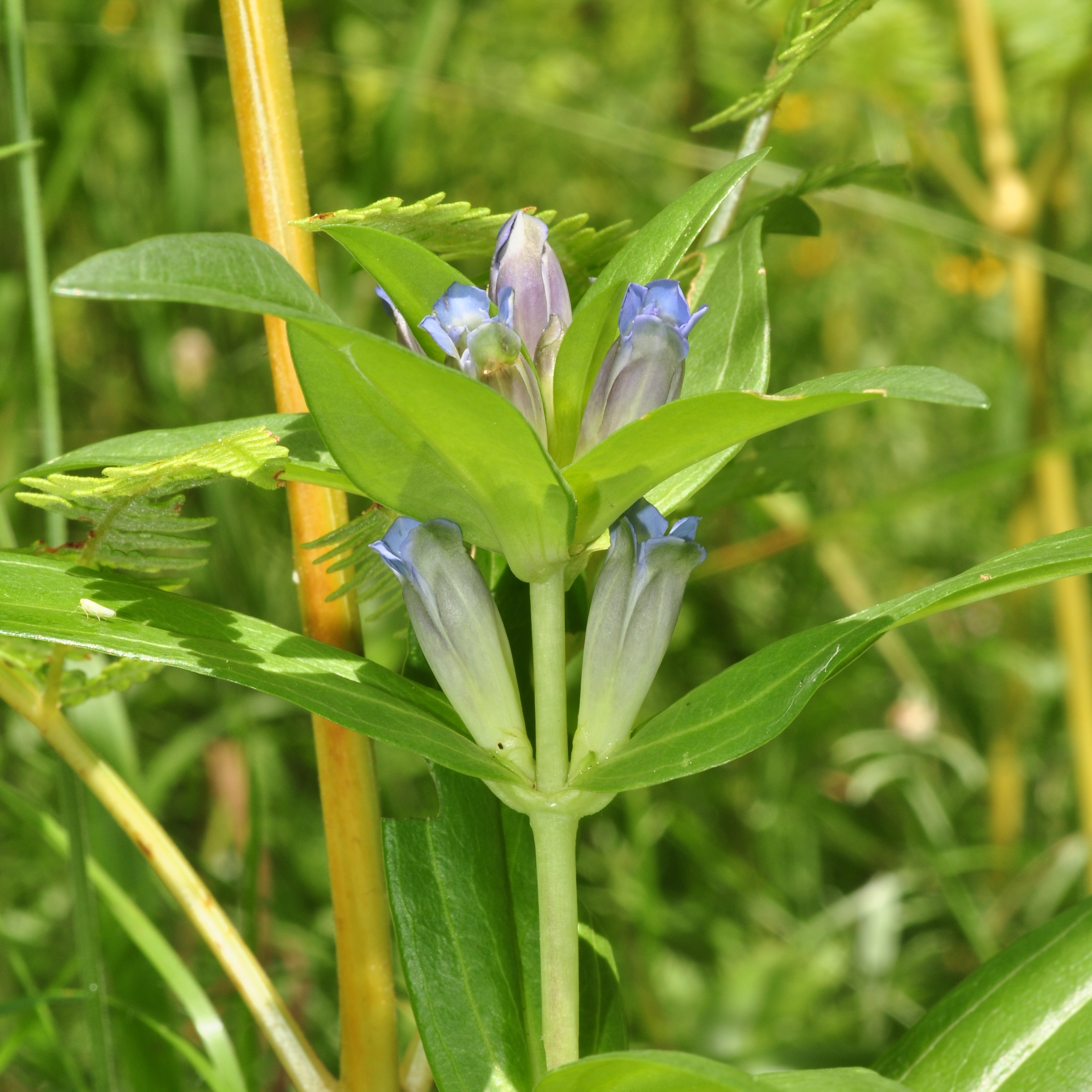 Gentianaceae Gentiana cruciata