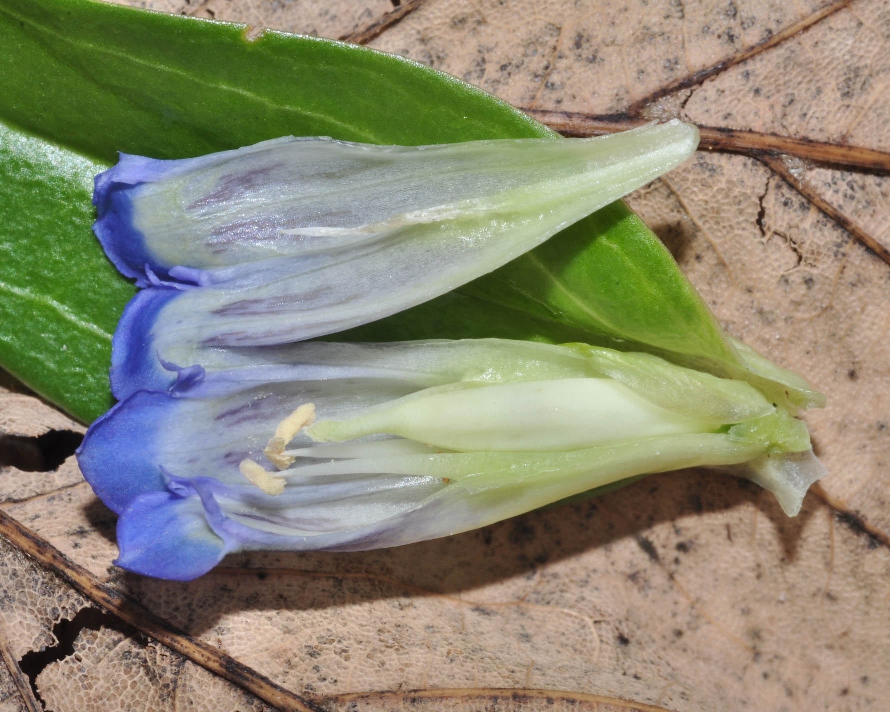 Gentianaceae Gentiana cruciata