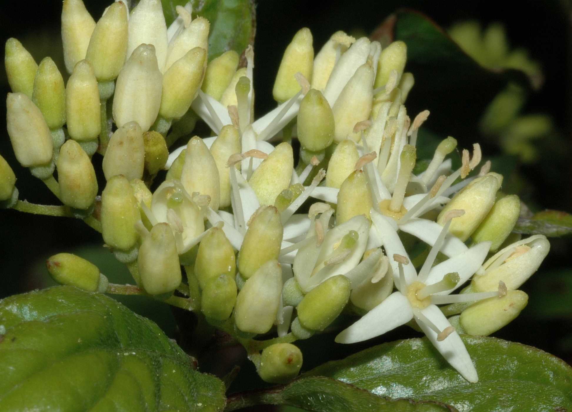 Cornaceae Cornus sanguinea