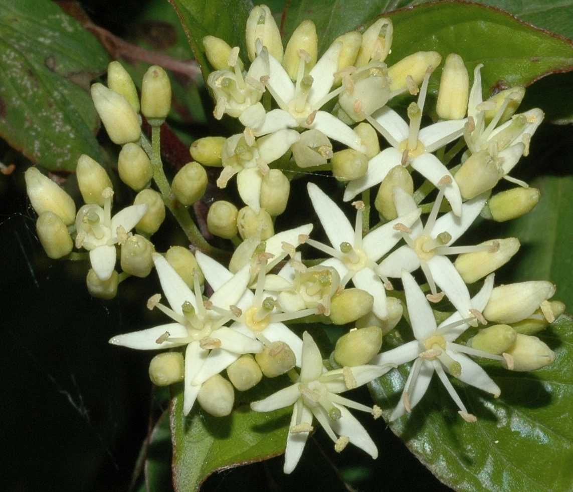 Cornaceae Cornus sanguinea
