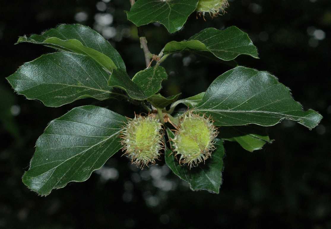 Fagaceae Fagus sylvatica