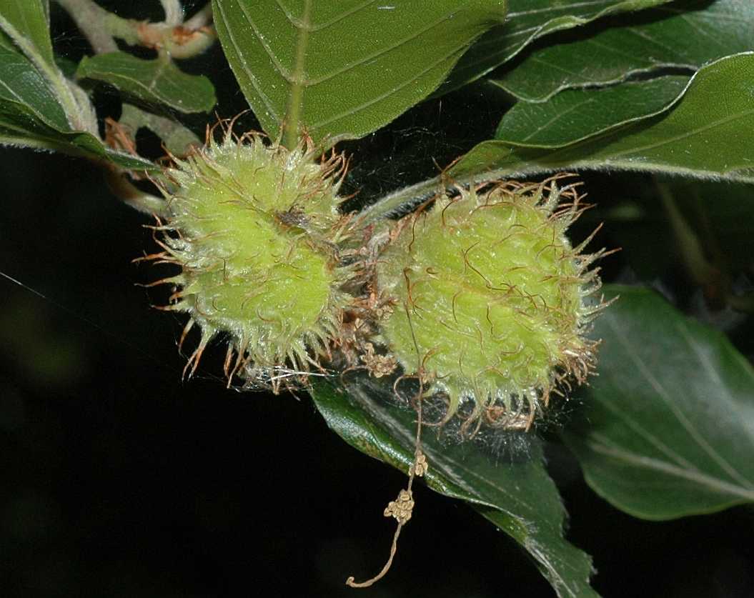 Fagaceae Fagus sylvatica