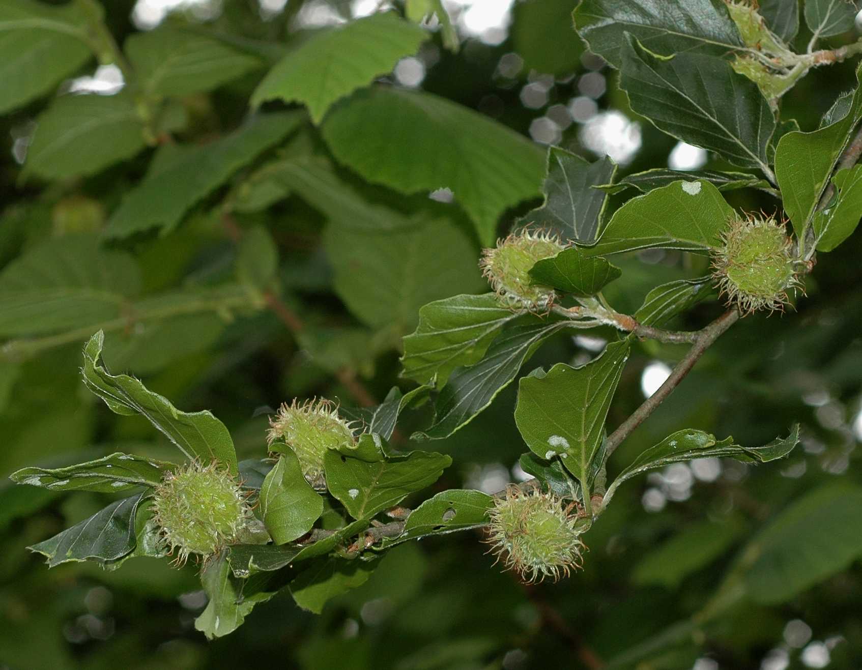 Fagaceae Fagus sylvatica