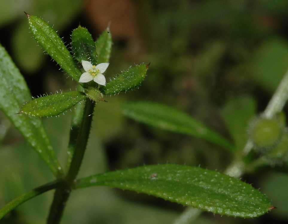 Rubiaceae Galium aparine