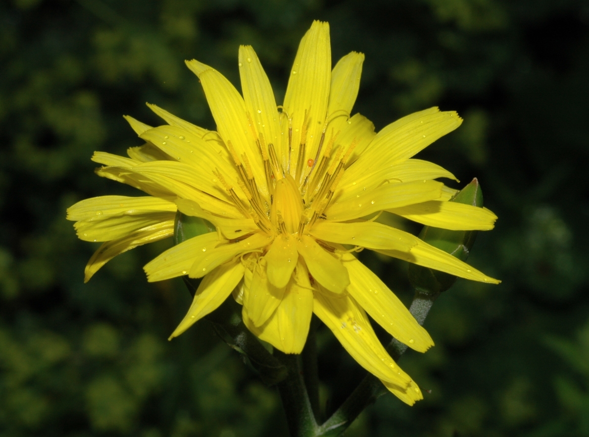 Asteraceae Scorzonera hispanica