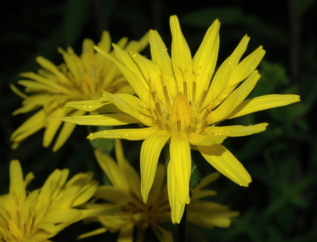 Asteraceae Scorzonera hispanica