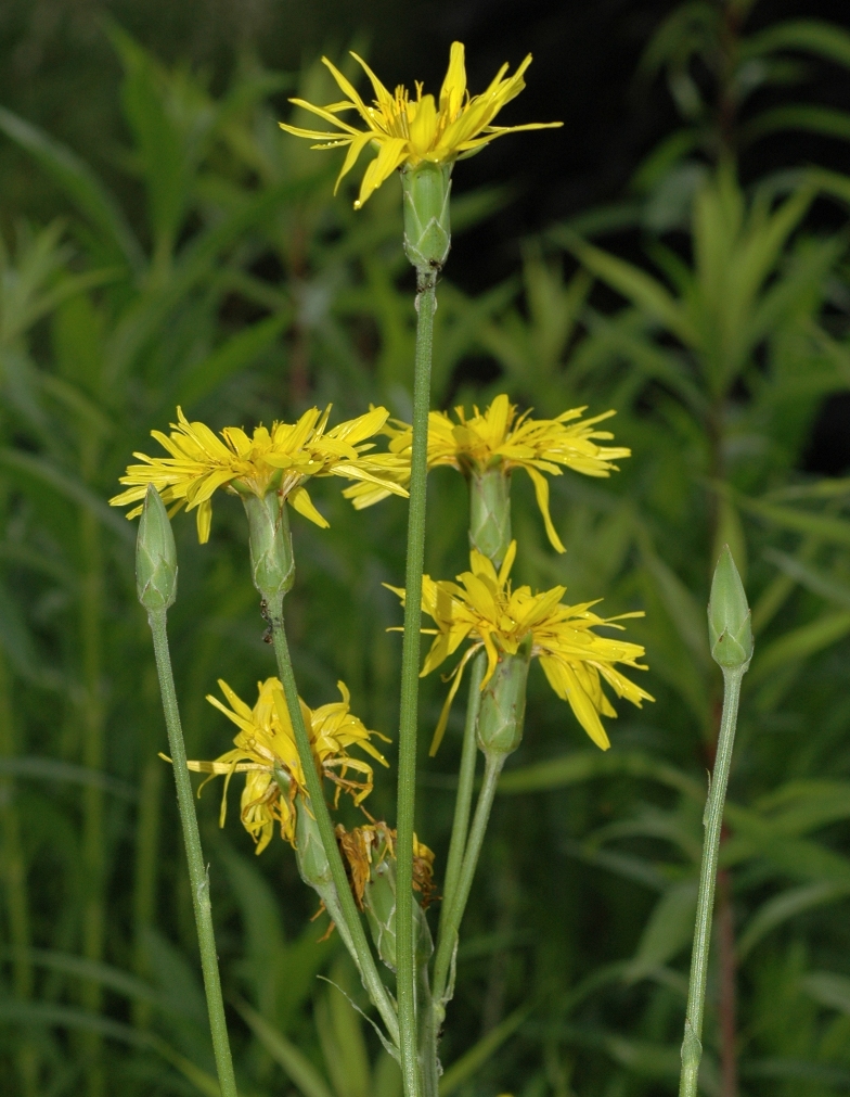 Asteraceae Scorzonera hispanica