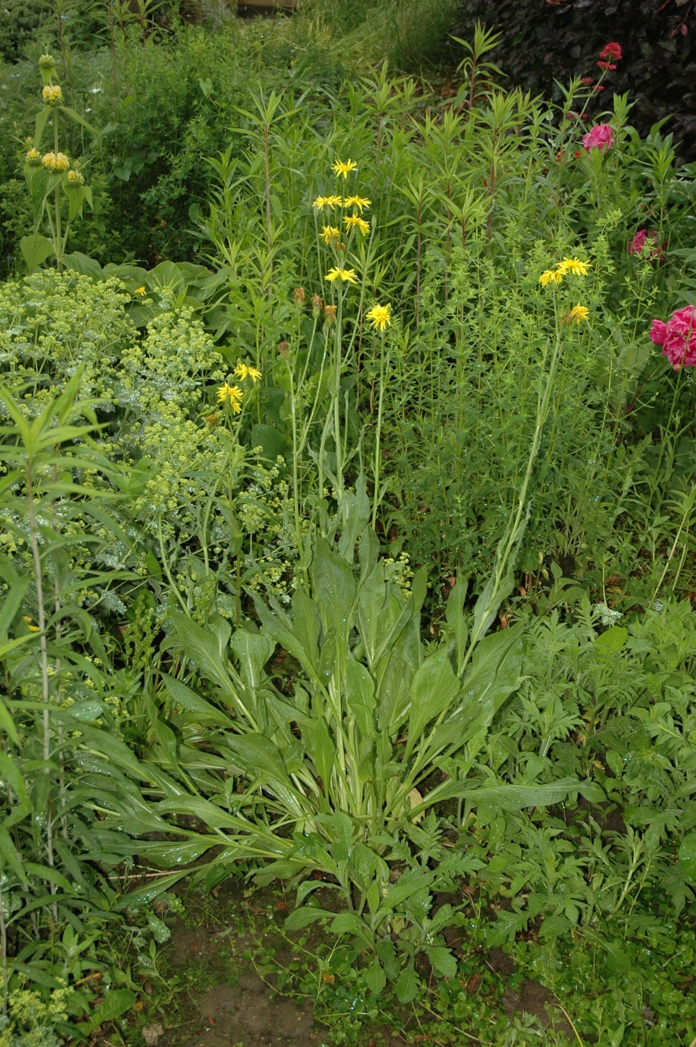 Asteraceae Scorzonera hispanica