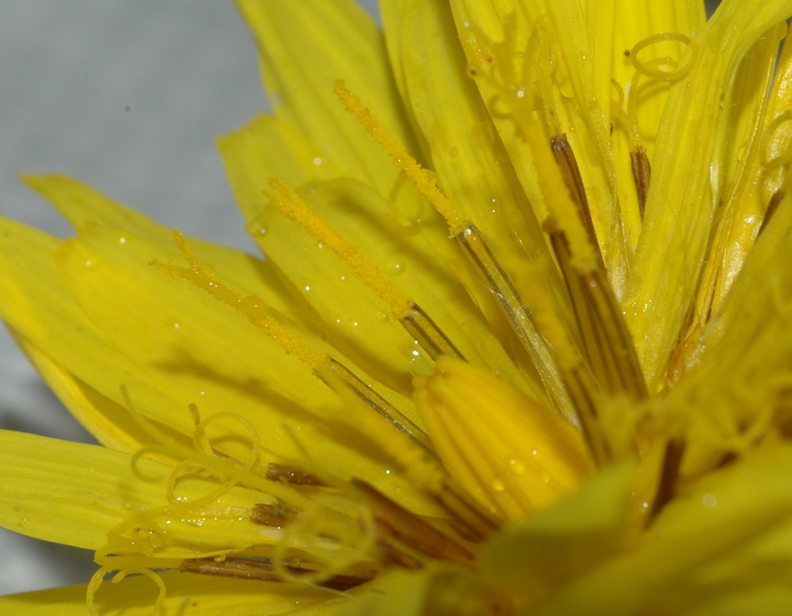 Asteraceae Scorzonera hispanica