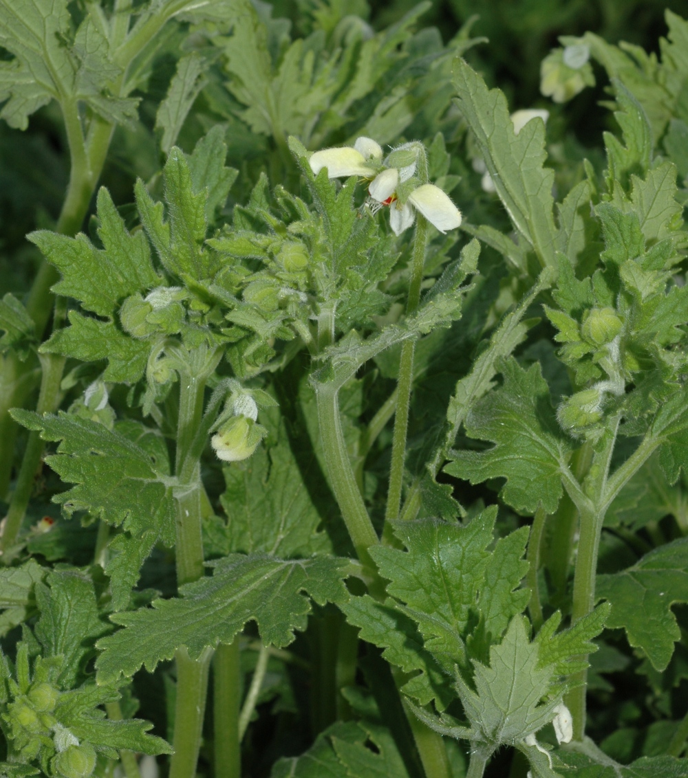 Loasaceae Blumenbachia hieronymi