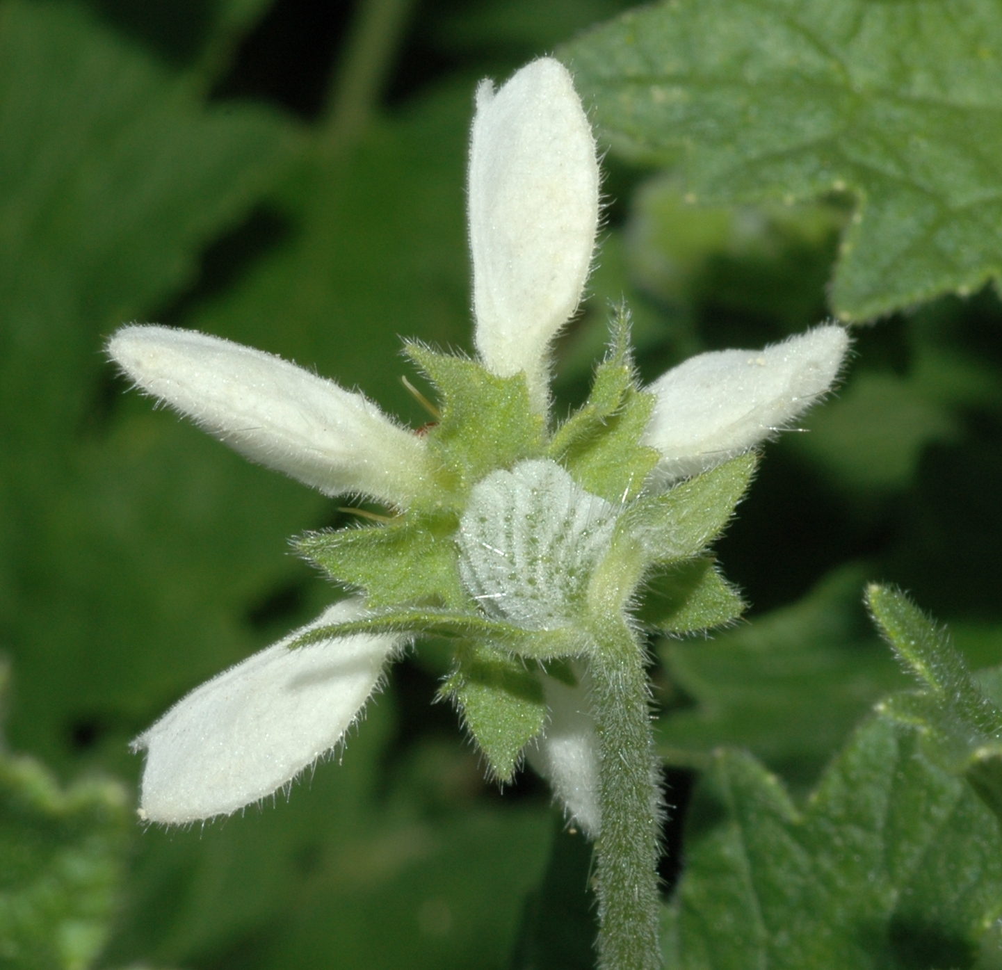 Loasaceae Blumenbachia hieronymi