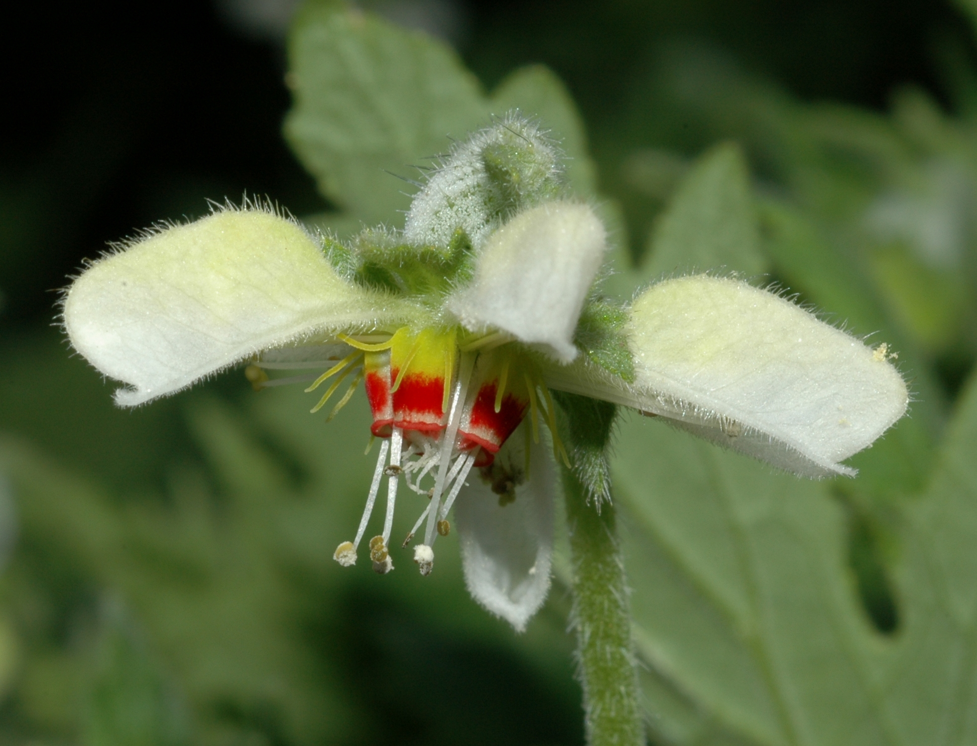 Loasaceae Blumenbachia hieronymi