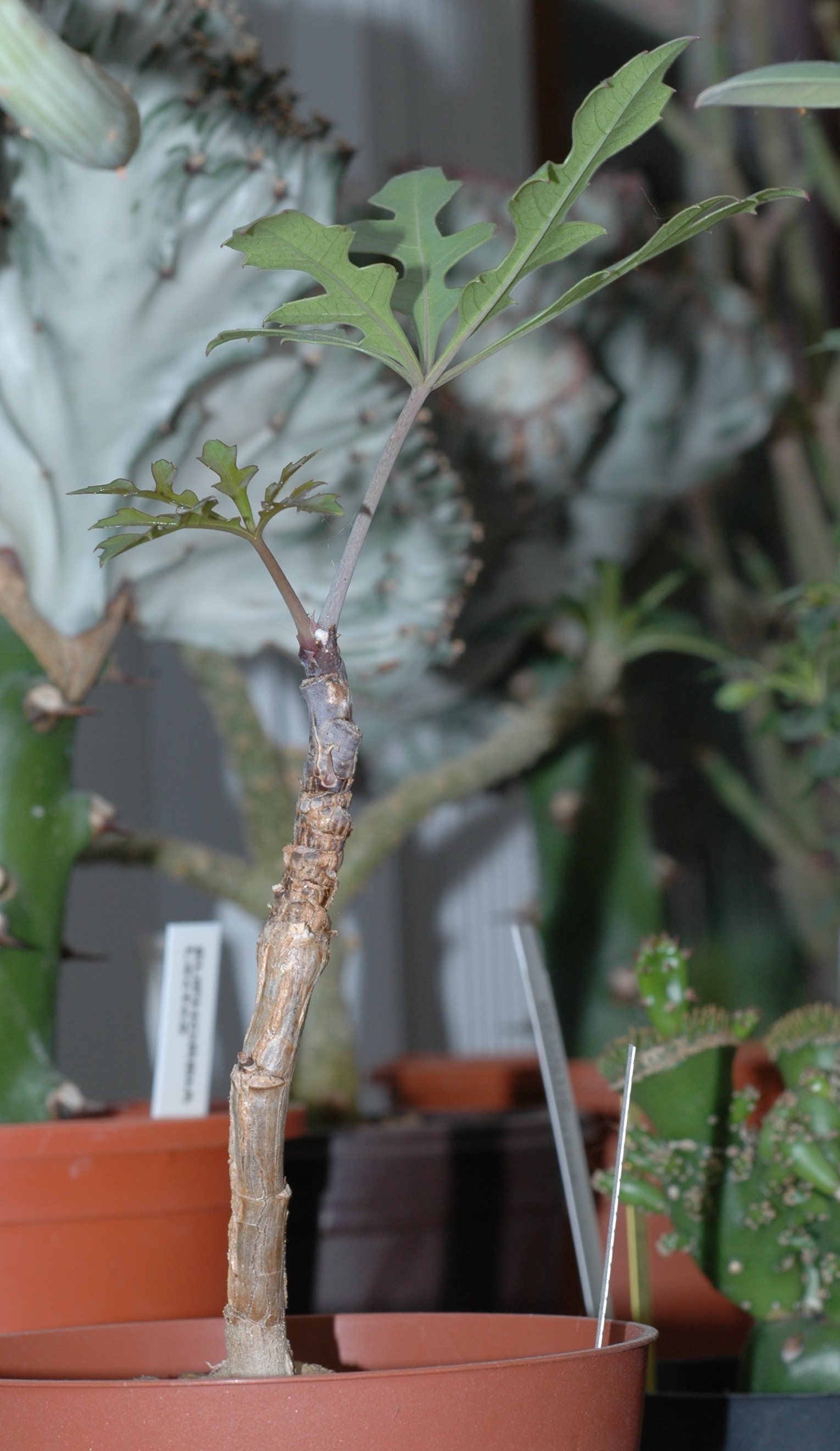 Araliaceae Cussonia paniculata