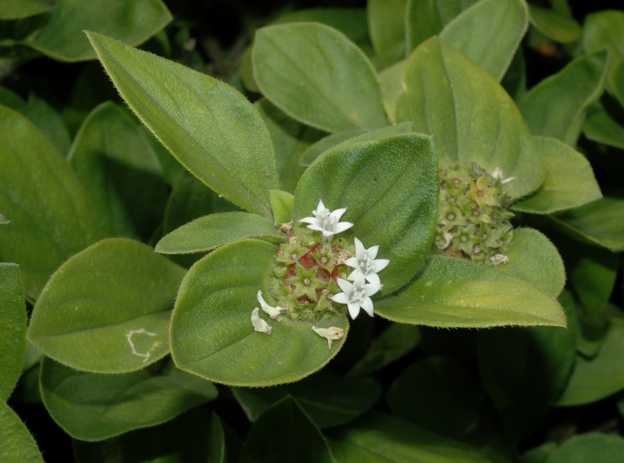 Rubiaceae Richardia scabra