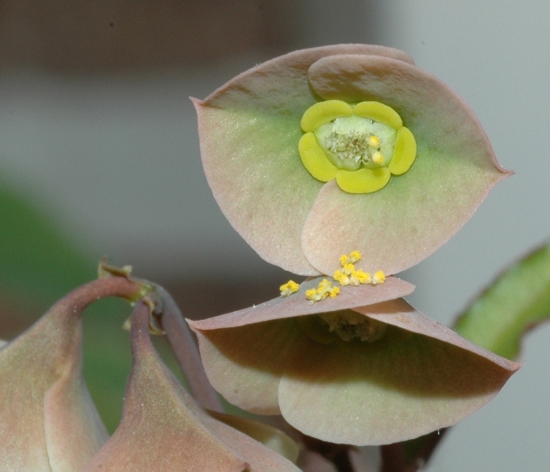 Euphorbiaceae Euphorbia suzannae-marnierae