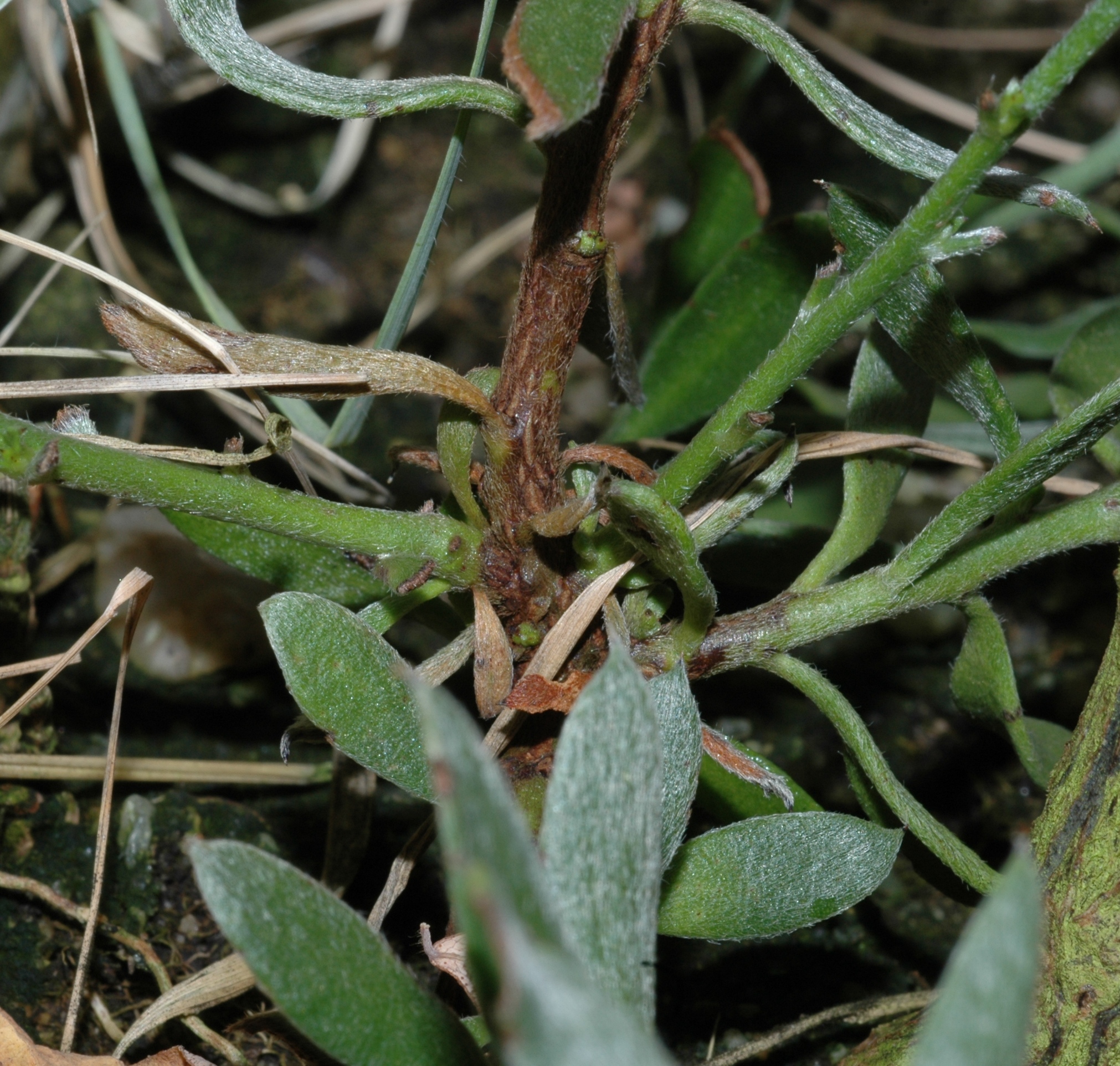 Krameriaceae Krameria cistoidea