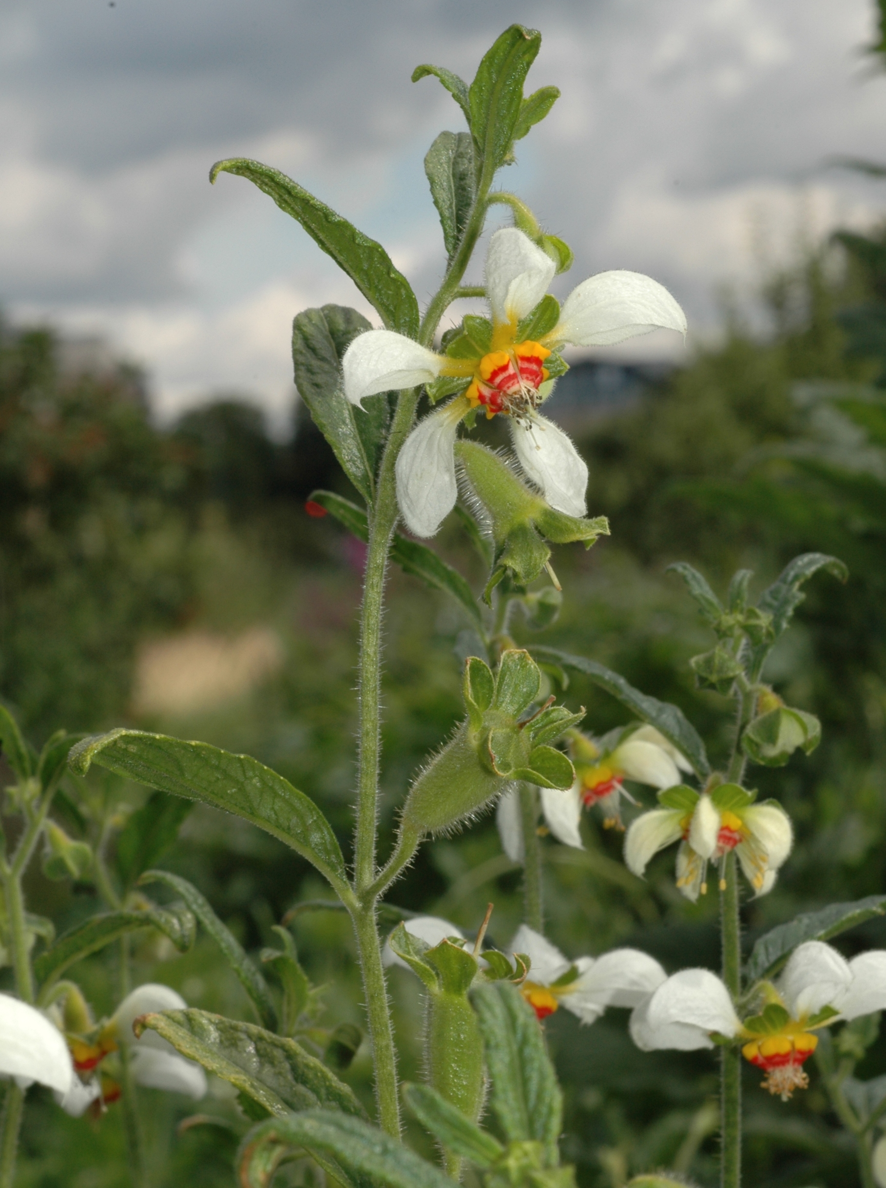 Loasaceae Loasa triphylla