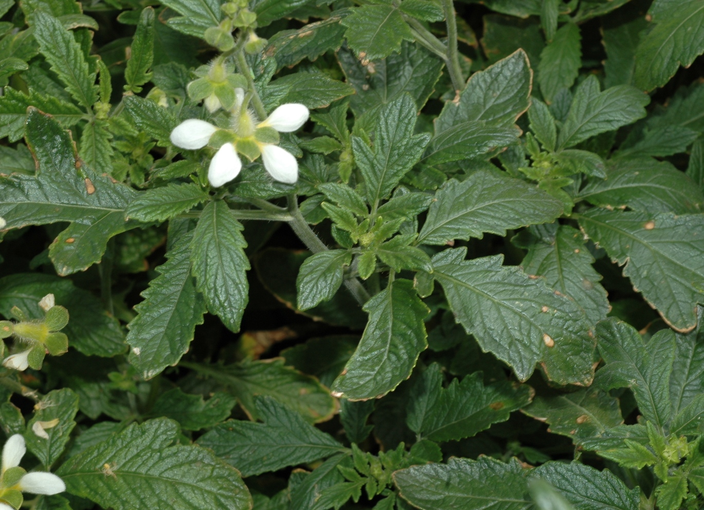 Loasaceae Loasa triphylla