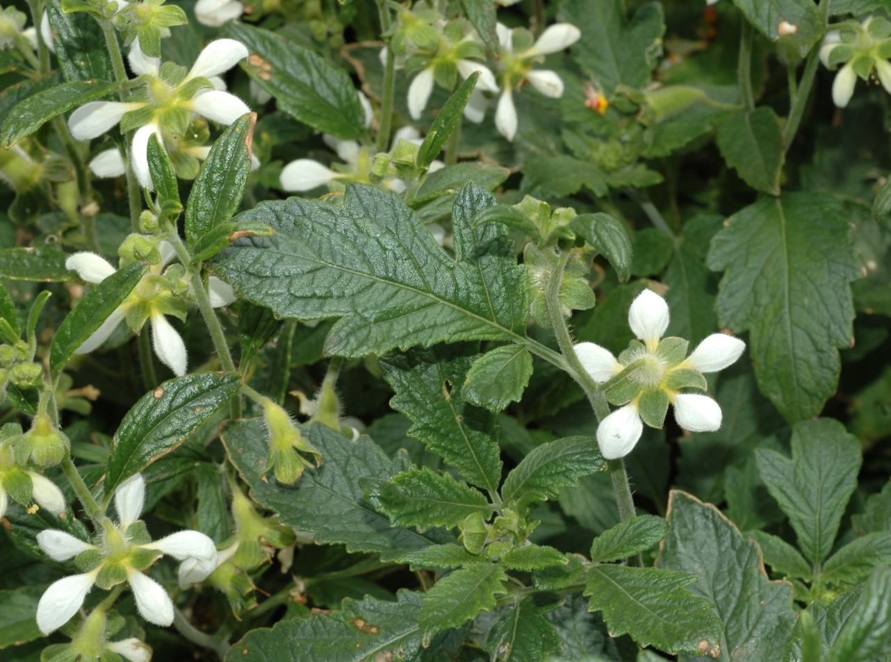 Loasaceae Loasa triphylla