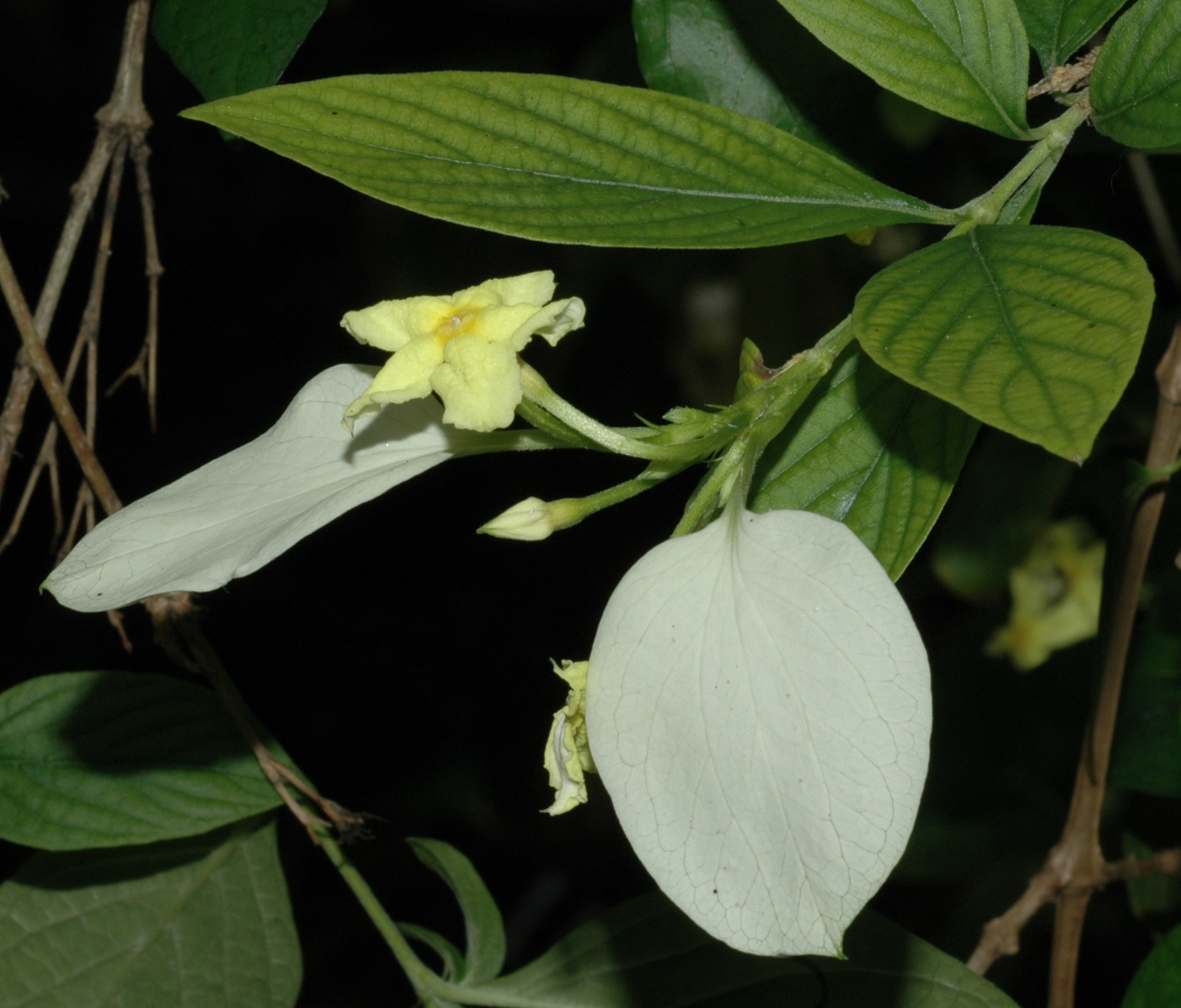 Rubiaceae Pseudomussaenda flava