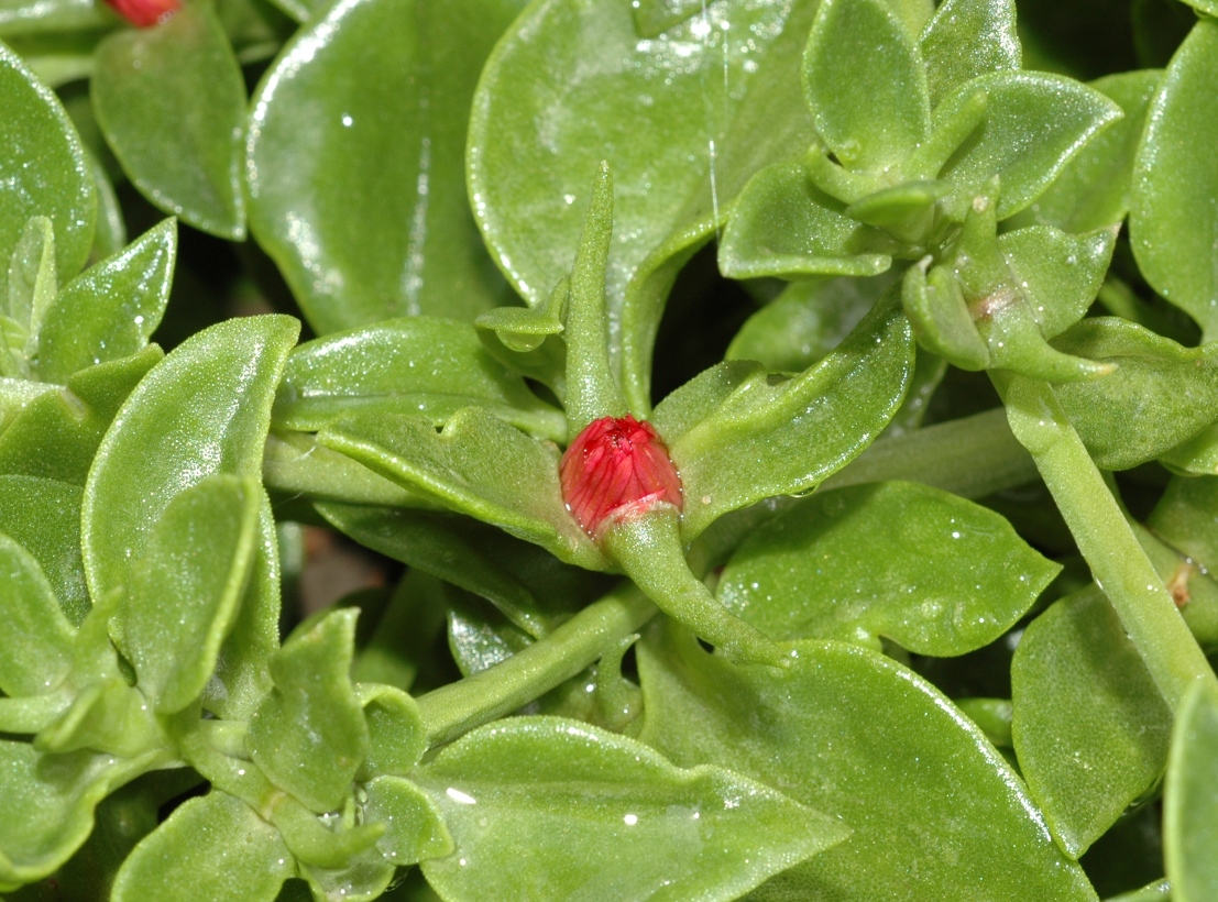 Aizoaceae Aptenia cordifolia