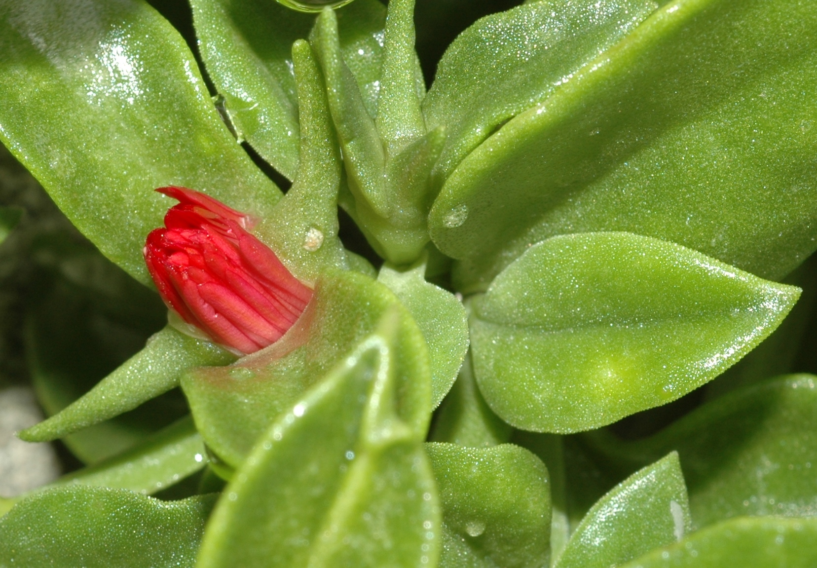 Aizoaceae Aptenia cordifolia