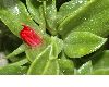 image of Aptenia cordifolia