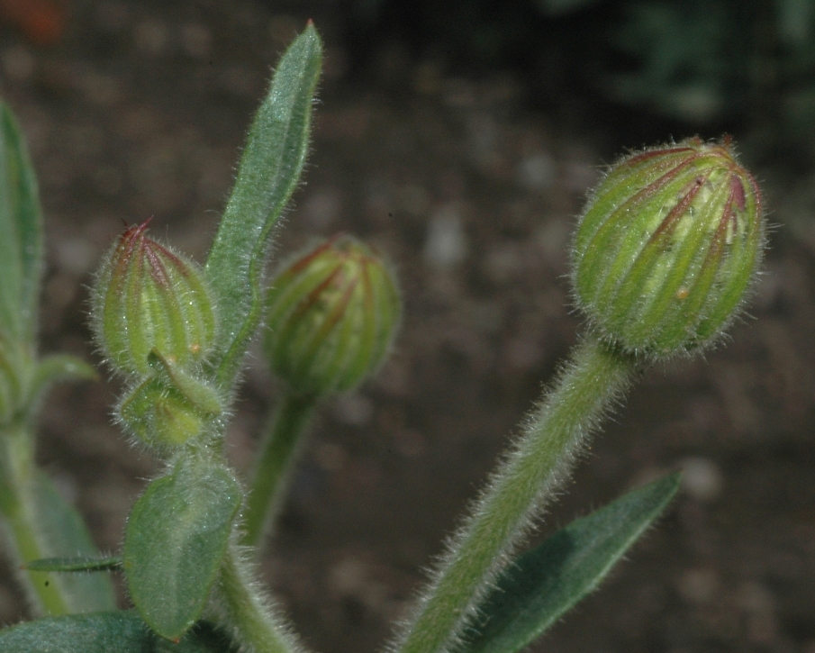 Araliaceae Trachymene caerulea