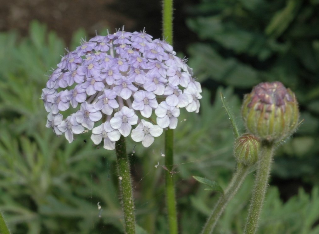 Araliaceae Trachymene caerulea